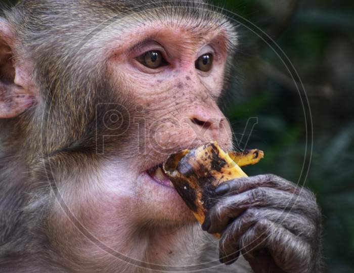 dangerous wild macaque monkey eating banana in indian forest