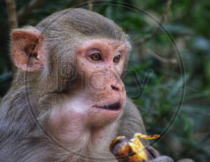 dangerous wild macaque monkey eating banana in indian forest