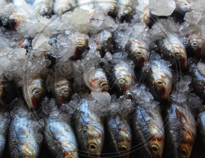 huge bunch of grey mullet mugil fish sale in market