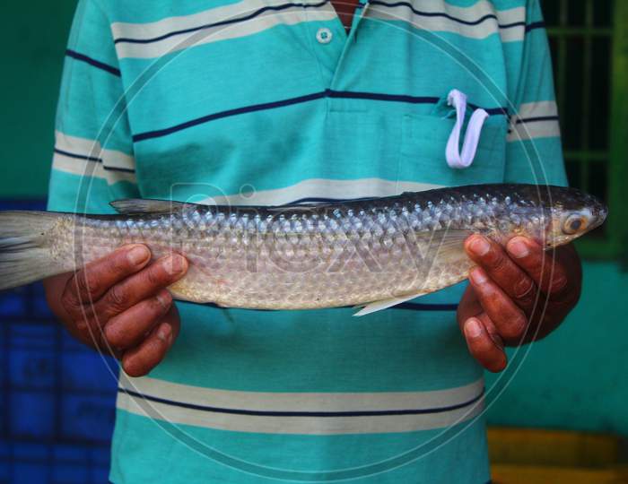 big size grey mullet fish in hand of a fish farmer hd