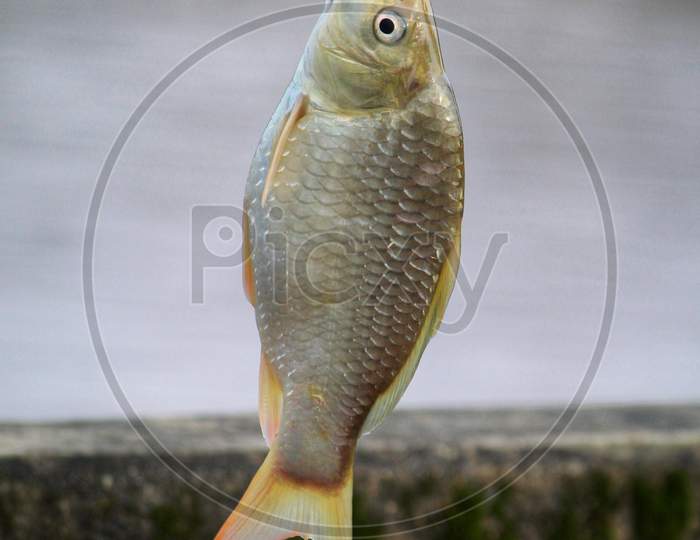 common carp fish catching with hook and line sport fishing in india