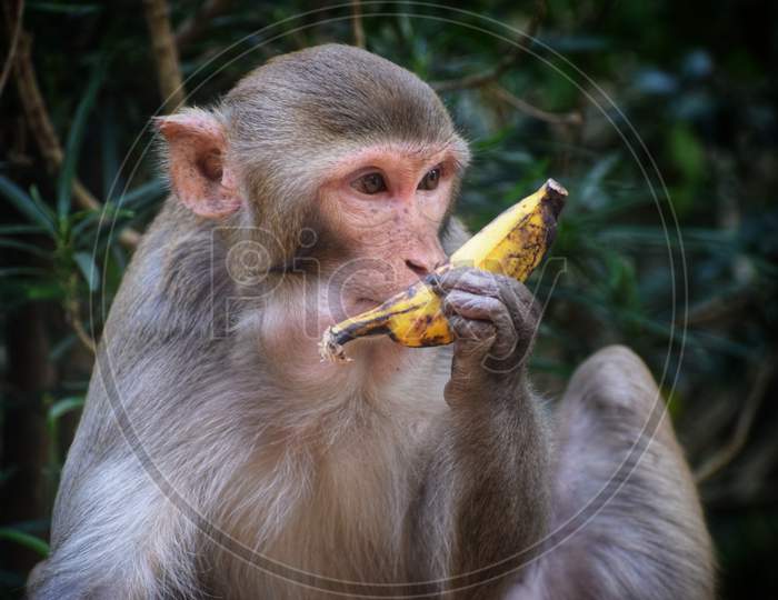 wild macaque monkey eating banana in indian forest