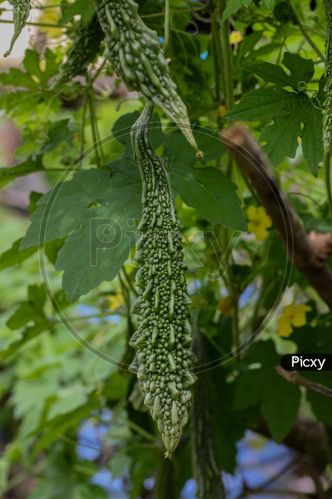 Image Of Bitter Gourd Vegetable Fruits In Sunlight, Bitter Gourd ...