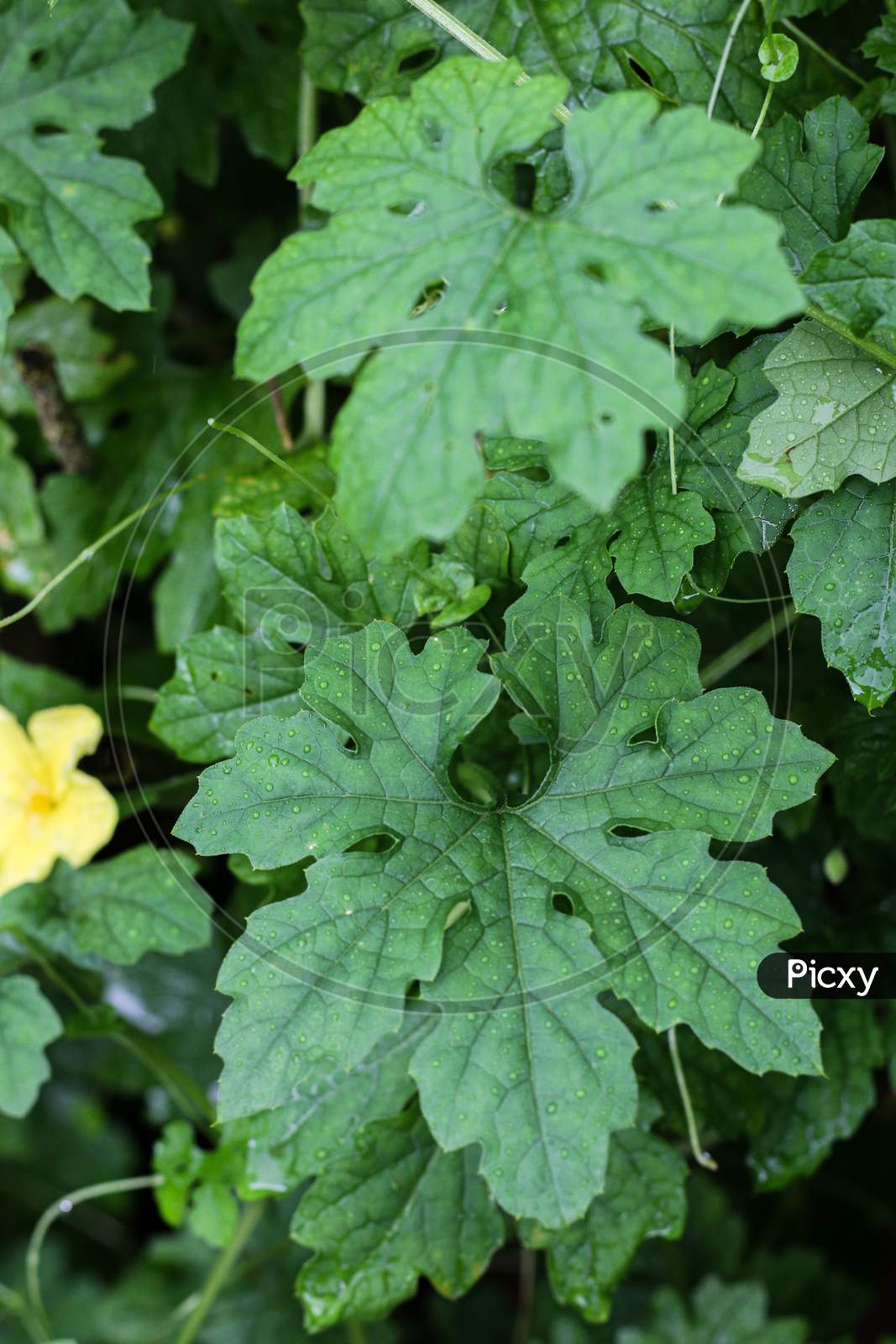 Leaves of bitter outlet gourd