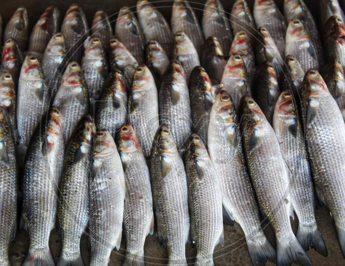 huge bunch of grey mullet mugil fish sale in market