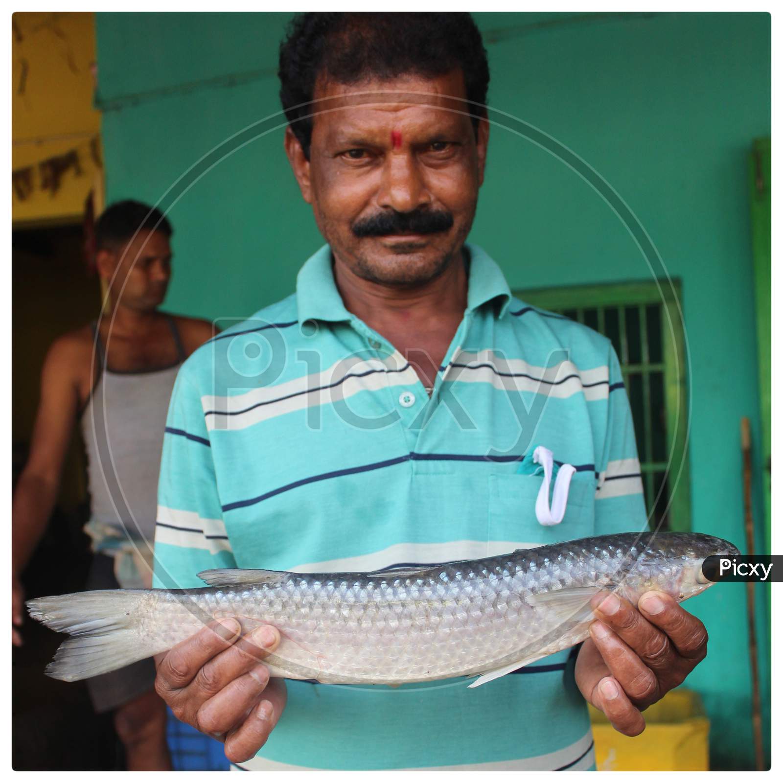 big size grey mullet fish in hand of a fish farmer