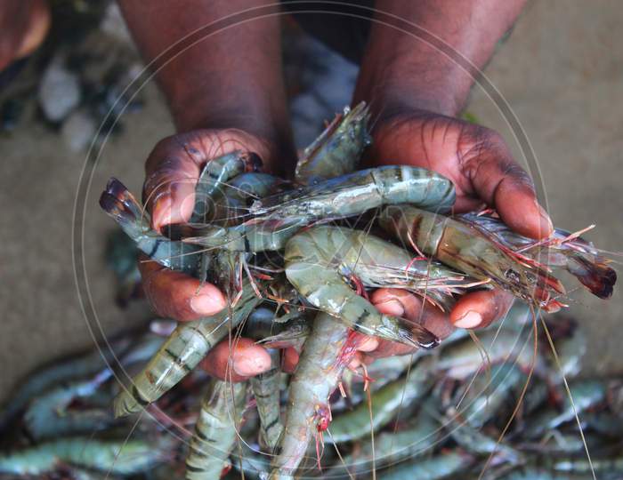 freshly harvested tiger prawn in the hand of farmer hd