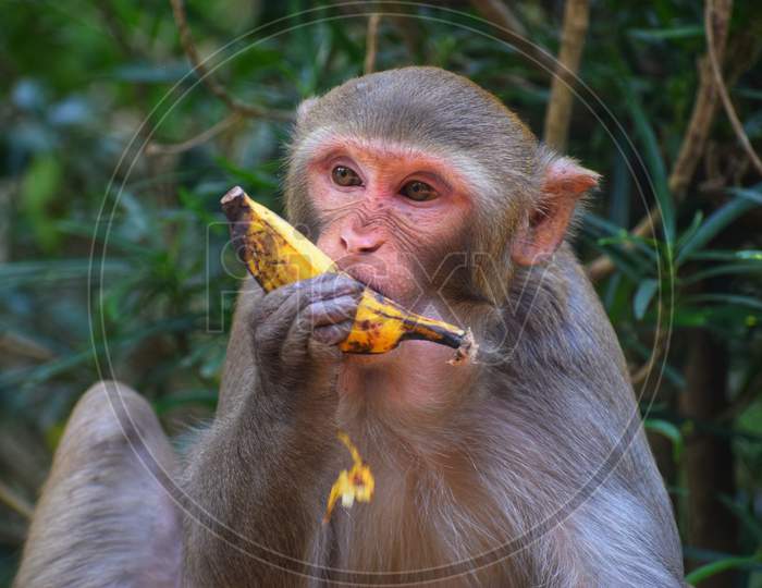 wild macaque monkey eating banana in indian forest