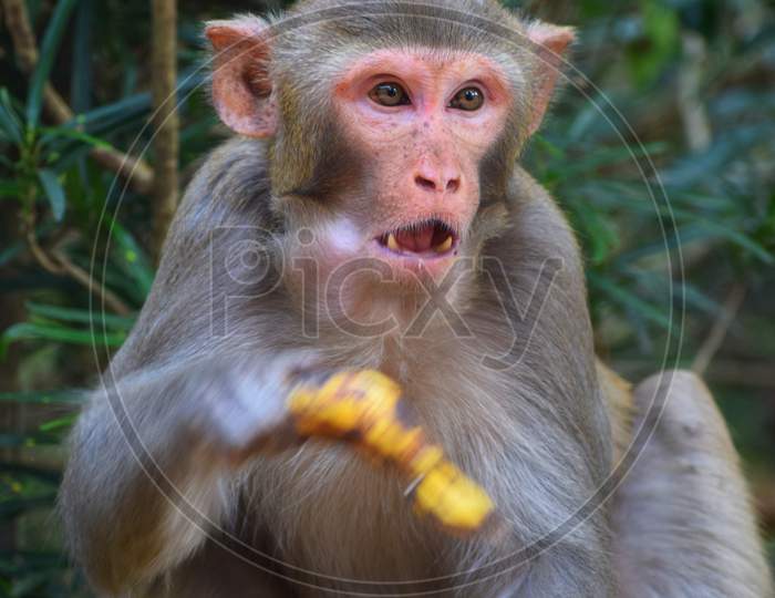 aggressive dangerous wild macaque monkey eating banana in indian forest