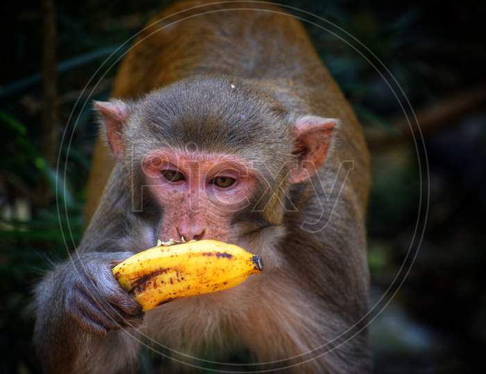 wild monkey eating banana in indian jungle monkey in rain forest