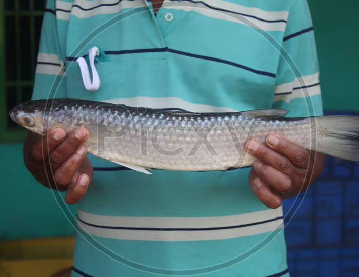 big size grey mullet fish in hand of a fish farmer