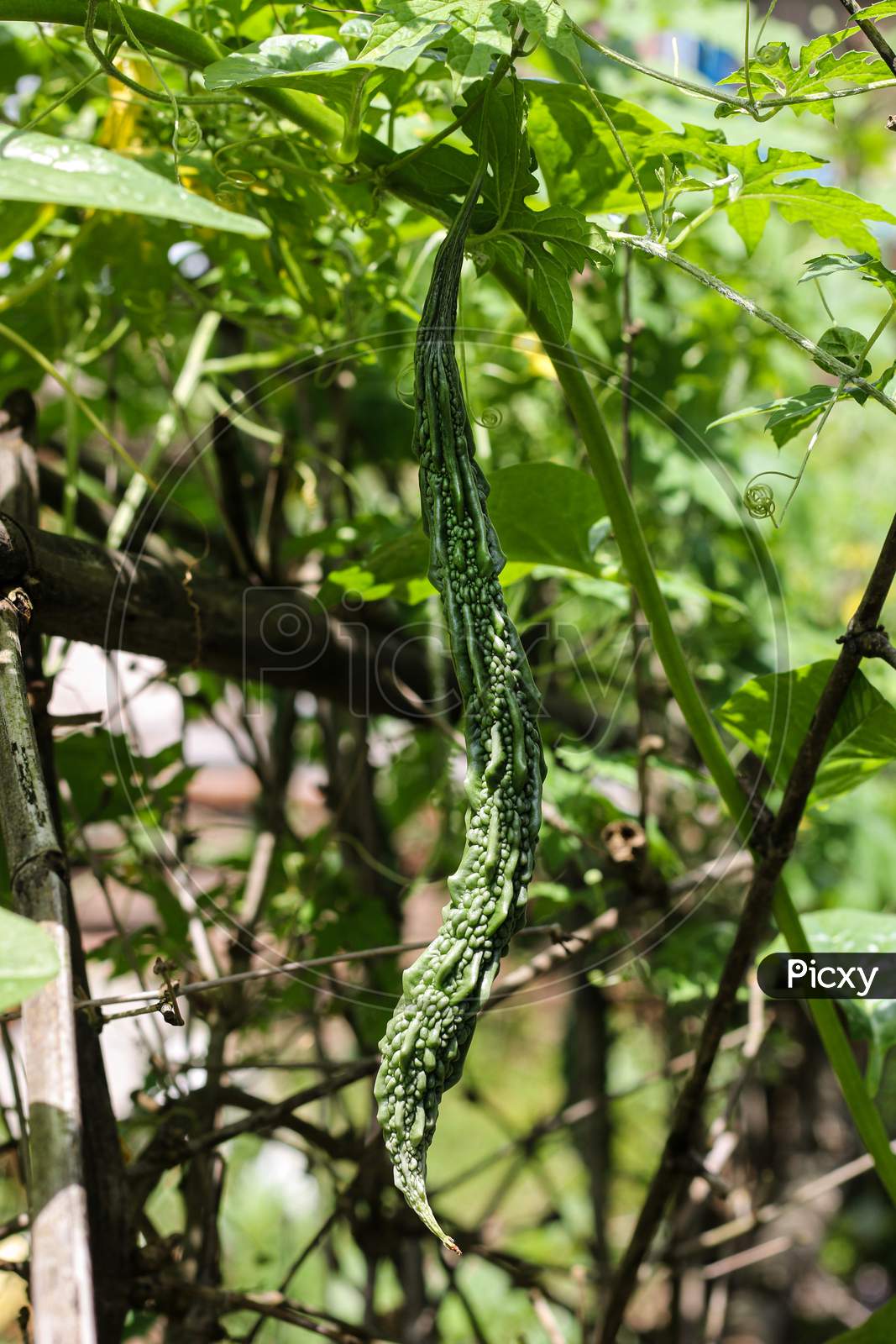 Image Of Bitter Gourd Vegetable Fruits In Sunlight, Bitter Gourd ...