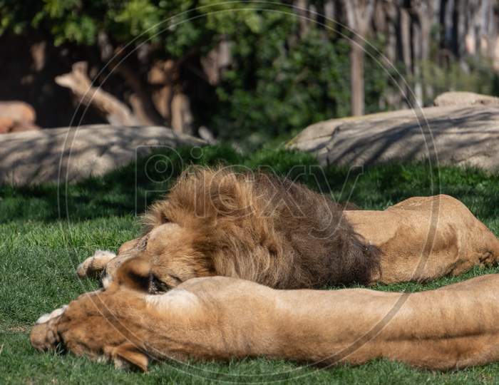 Valencia, Spain - February 26 : Valencia, Spain - February 26 : African Lions Sleeping At The Bioparc In Valencia Spain On February 26, 2019
