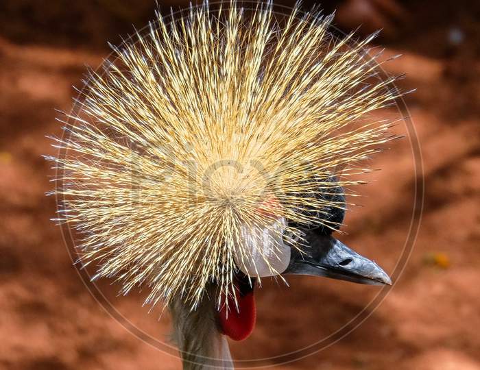 Fuengirola, Andalucia/Spain - July 4 : Black Crowned Crane At The Bioparc In Fuengirola Costa Del Sol Spain On July 4, 2017