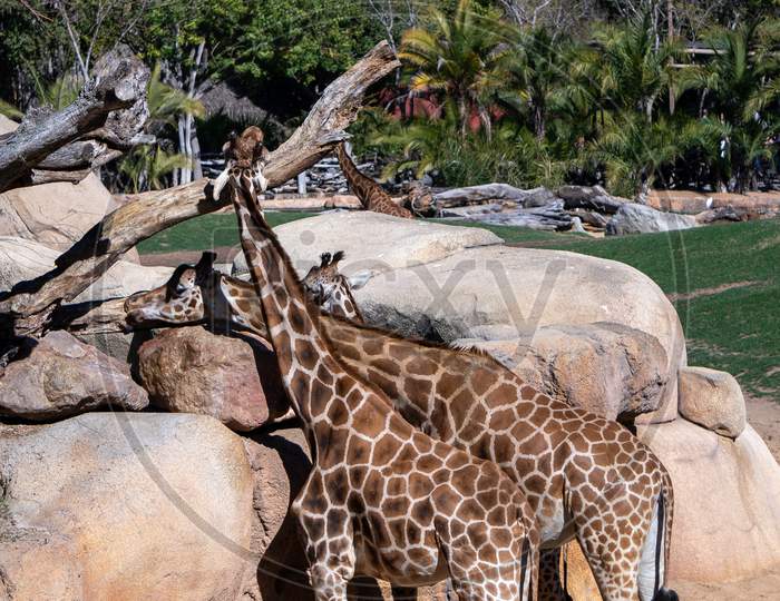 Valencia, Spain - February 26 : African Giraffes At The Bioparc In Valencia Spain On February 26, 2019
