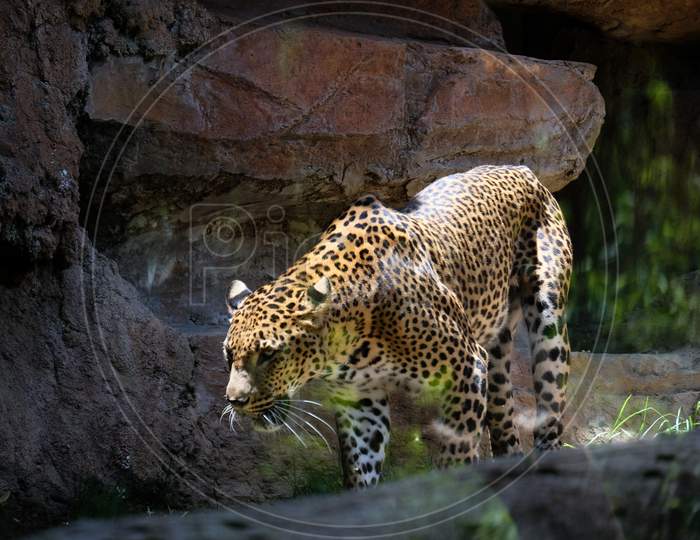 Fuengirola, Andalucia/Spain - July 4 : Leopard Prowling In The Bioparc In Fuengirola Costa Del Sol Spain On July 4, 2017