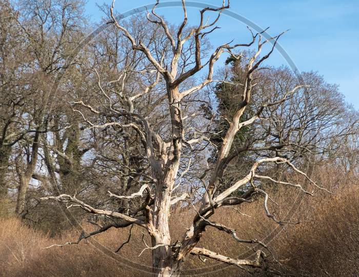Dead Tree In A Field Near Ardingly Reservoir