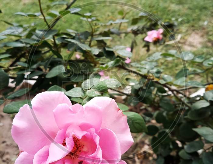 Soft Pink Spring Rose