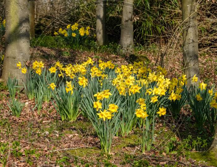 A Group Daffodils Flowering In Spring Sunshine