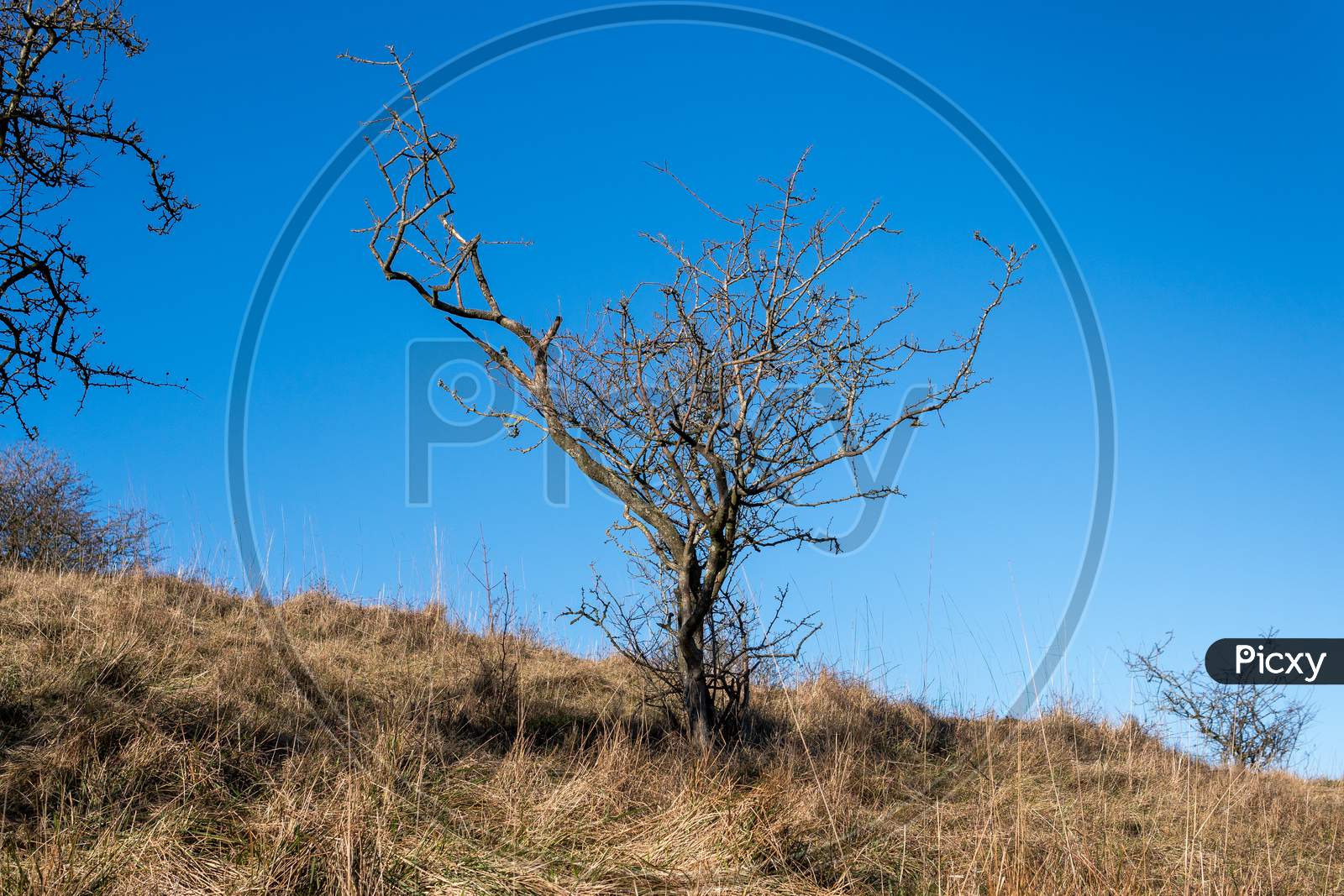 Hawthorn Tree In Winter Against A Brilliant Blue Sky
