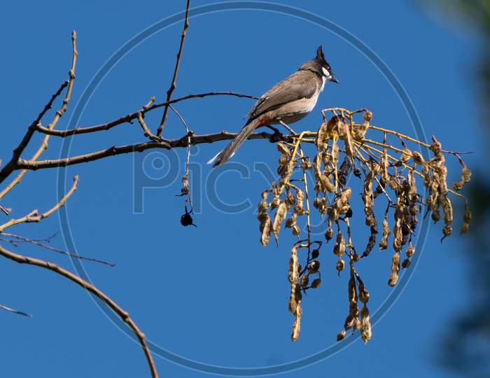 Red Whiskered Bulbul Perched On A Tree In Valencia Spain