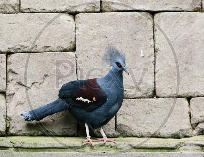 Fuengirola, Andalucia/Spain - July 4 : Southern Crowned Pigeon (Goura Scheepmakeri Sclateri) At The Bioparc Fuengirola Costa Del Sol Spain On July 4, 2017