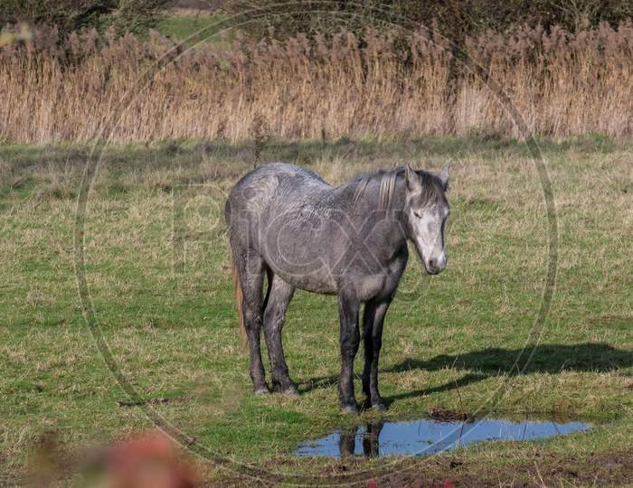 Horse Standing By A Pool Of Water At Southease In East Sussex