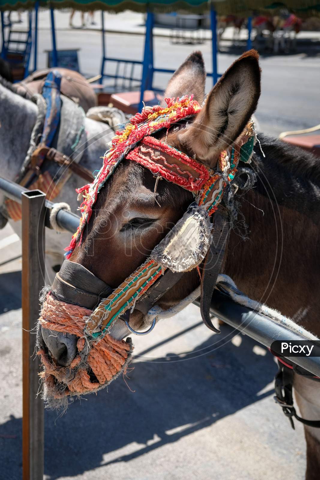 Mijas, Andalucia/Spain - July 3 : Donkey Taxi In Mijas Andalucía Spain On July 3, 2017