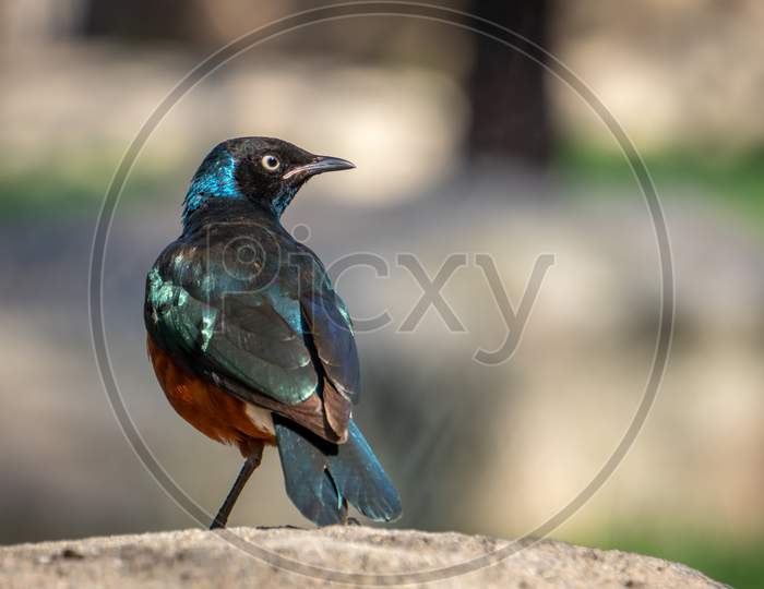 Valencia, Spain - February 26 : Superb Spreo Starling (Lamprotornis Superbus) At The Bioparc In Valencia Spain On February 26, 2019
