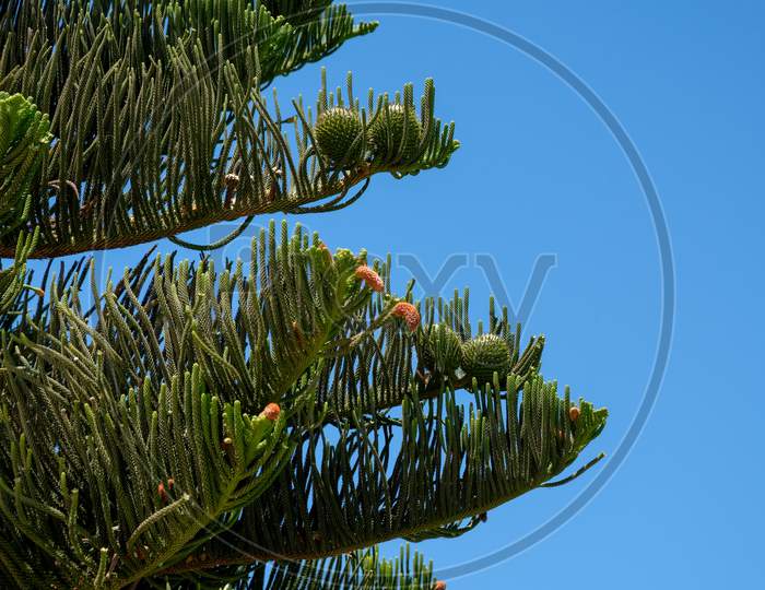 Pine Cones On A Fir Tree In Summer