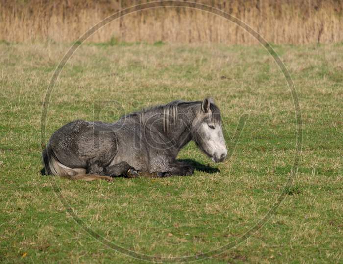 Horse Laying On The Grass At Southease In East Sussex