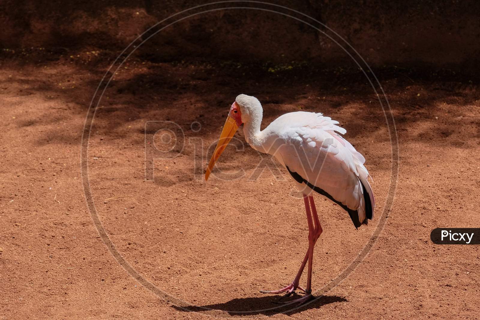 Fuengirola, Andalucia/Spain - July 4 : Yellow-Billed Stork (Mycteria Ibis) At The Bioparc In Fuengirola Costa Del Sol Spain On July 4, 2017