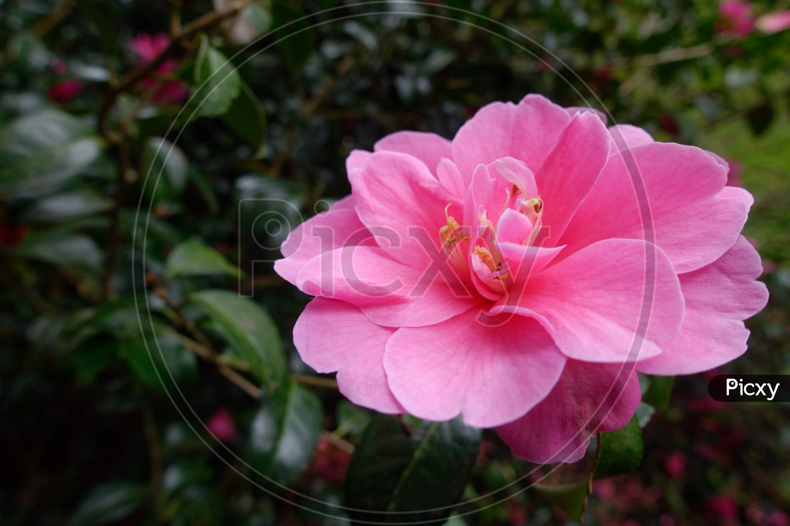 Pink Camellia In Full Bloom