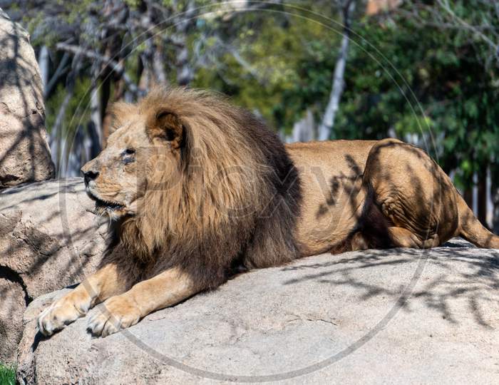 Valencia, Spain - February 26 : African Lions At The Bioparc In Valencia Spain On February 26, 2019
