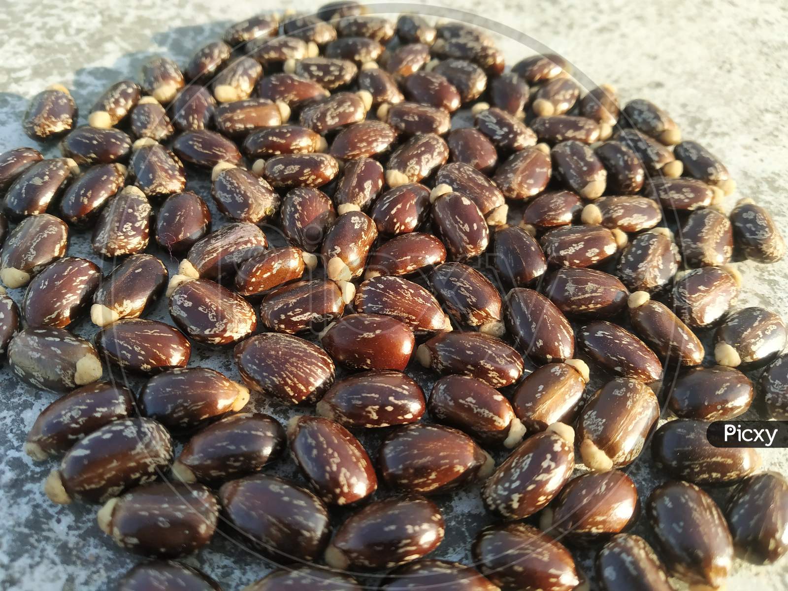 Castor oil seed