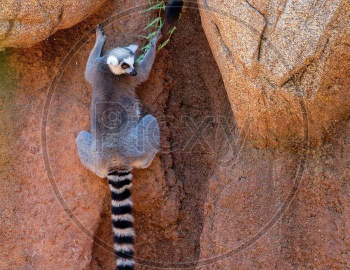 Fuengirola, Andalucia/Spain - July 4 : Ring-Tailed Lemurs (Lemur Catta) At The Bioparc In Fuengirola Costa Del Sol Spain On July 4, 2017