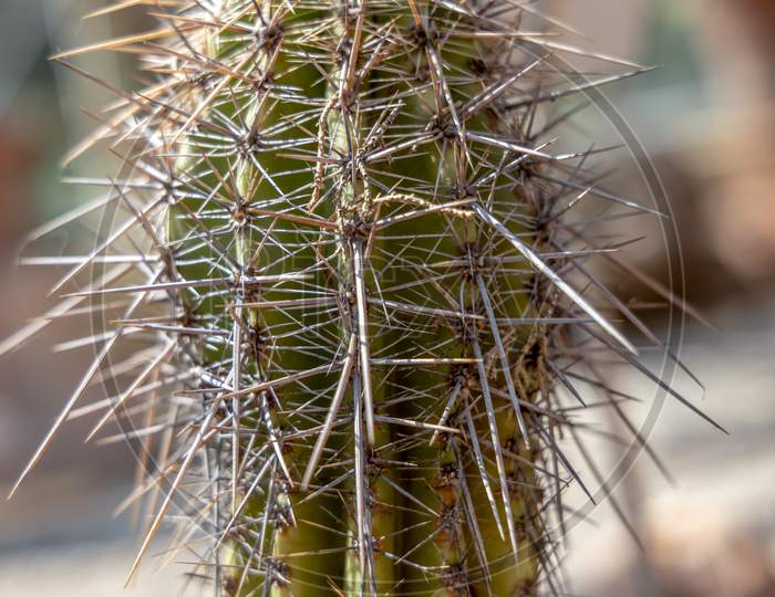 Cactus With Very Long Spines Been Though Hard Times