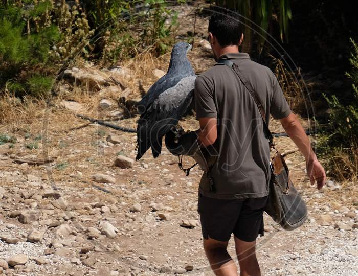 Benalmadena, Andalucia/Spain - July 7 : Chilean Blue Eagle At Mount Calamorro Near Benalmadena In Spain On July 7, 2017. Unidentified Man