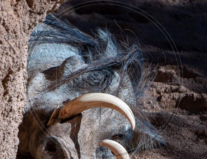 Valencia, Spain - February 26 : Sleeping Warthogs At The Bioparc In Valencia Spain On February 26, 2019