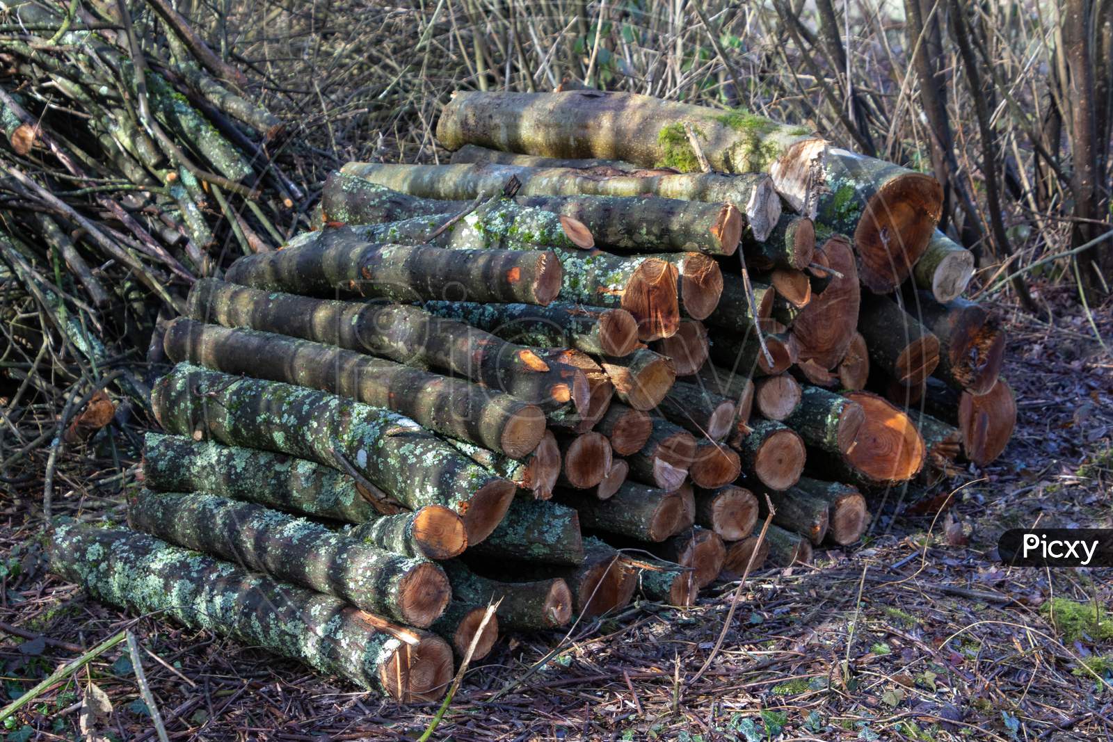 Stack Of Freshly Sawn Logs By Ardingly Reservoir