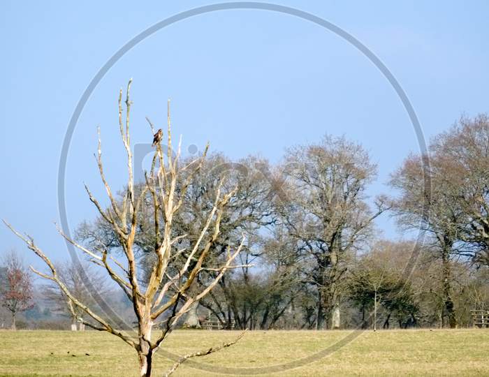 Kestrel Perched On A Dead Tree In West Grinstead