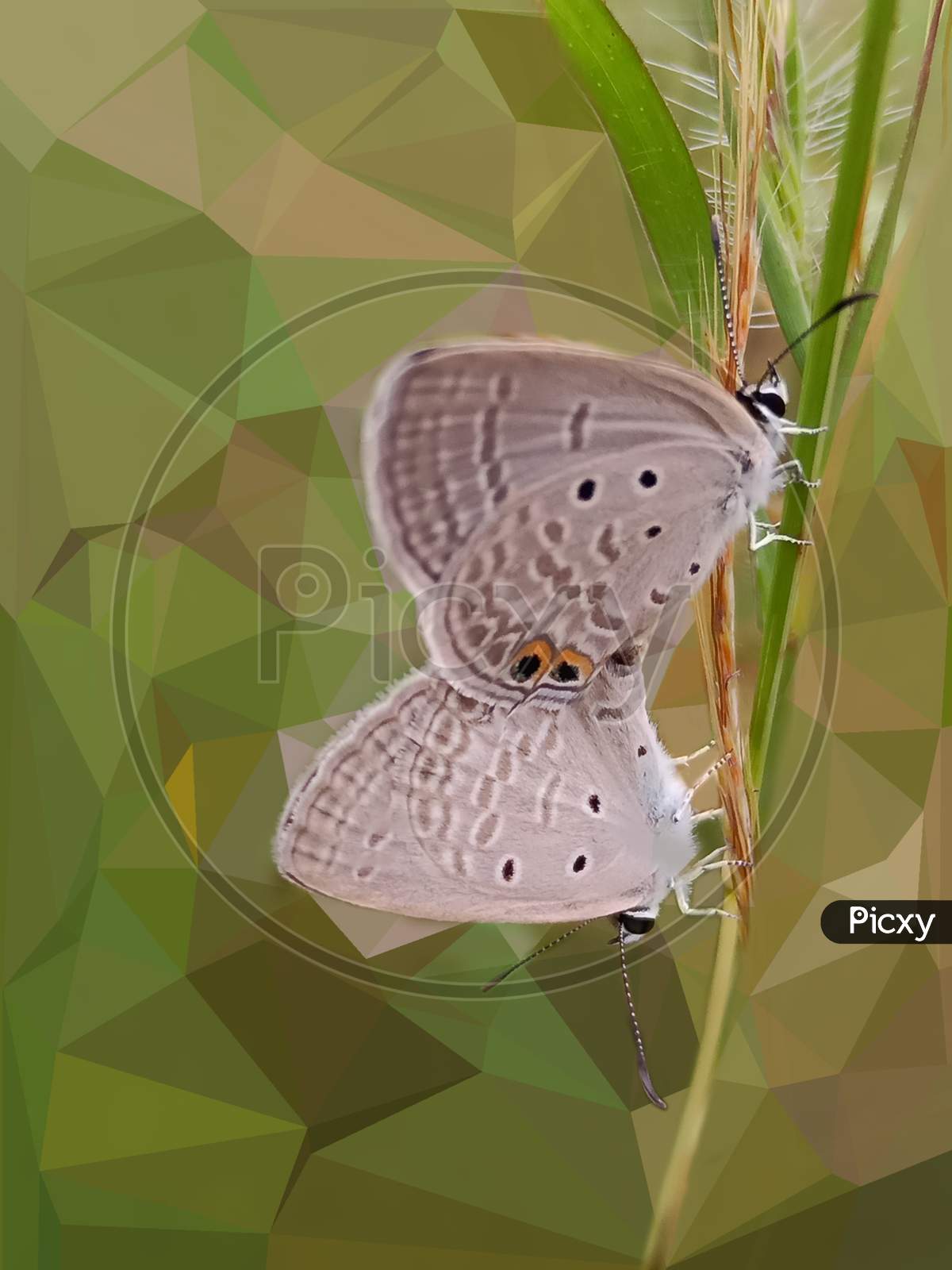 Butterfly Meating illustration art Polygon Effect On Background selective focus on subject