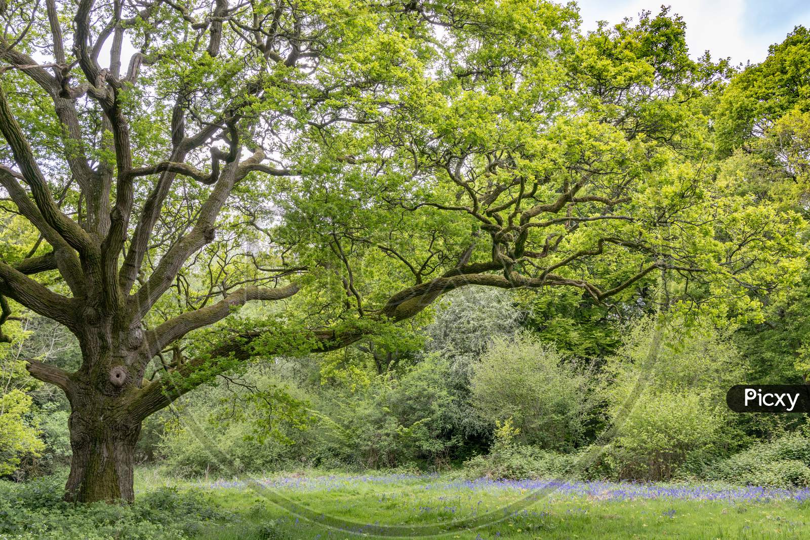 An Old Oak Tree In Staffhurst Woods Near Oxted Surrey