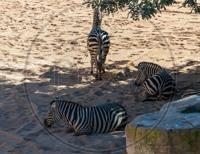 Valencia, Spain - February 26 : Zebra At The Bioparc In Valencia Spain On February 26, 2019