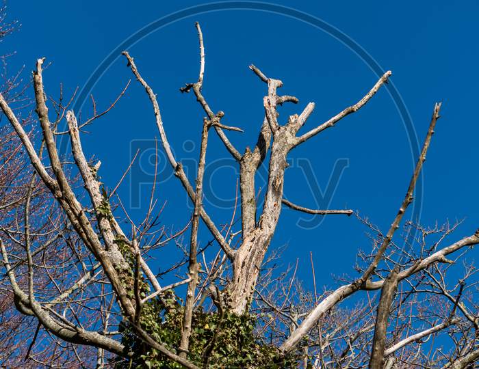 Dead Tree In Winter Against A Brilliant Blue Sky