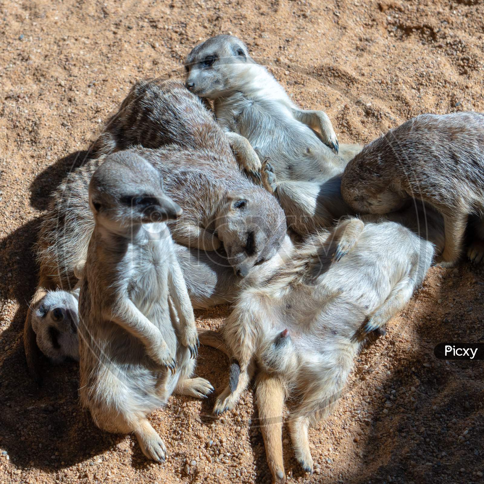 Valencia, Spain - February 26 : Meerkats At The Bioparc In Valencia Spain On February 26, 2019