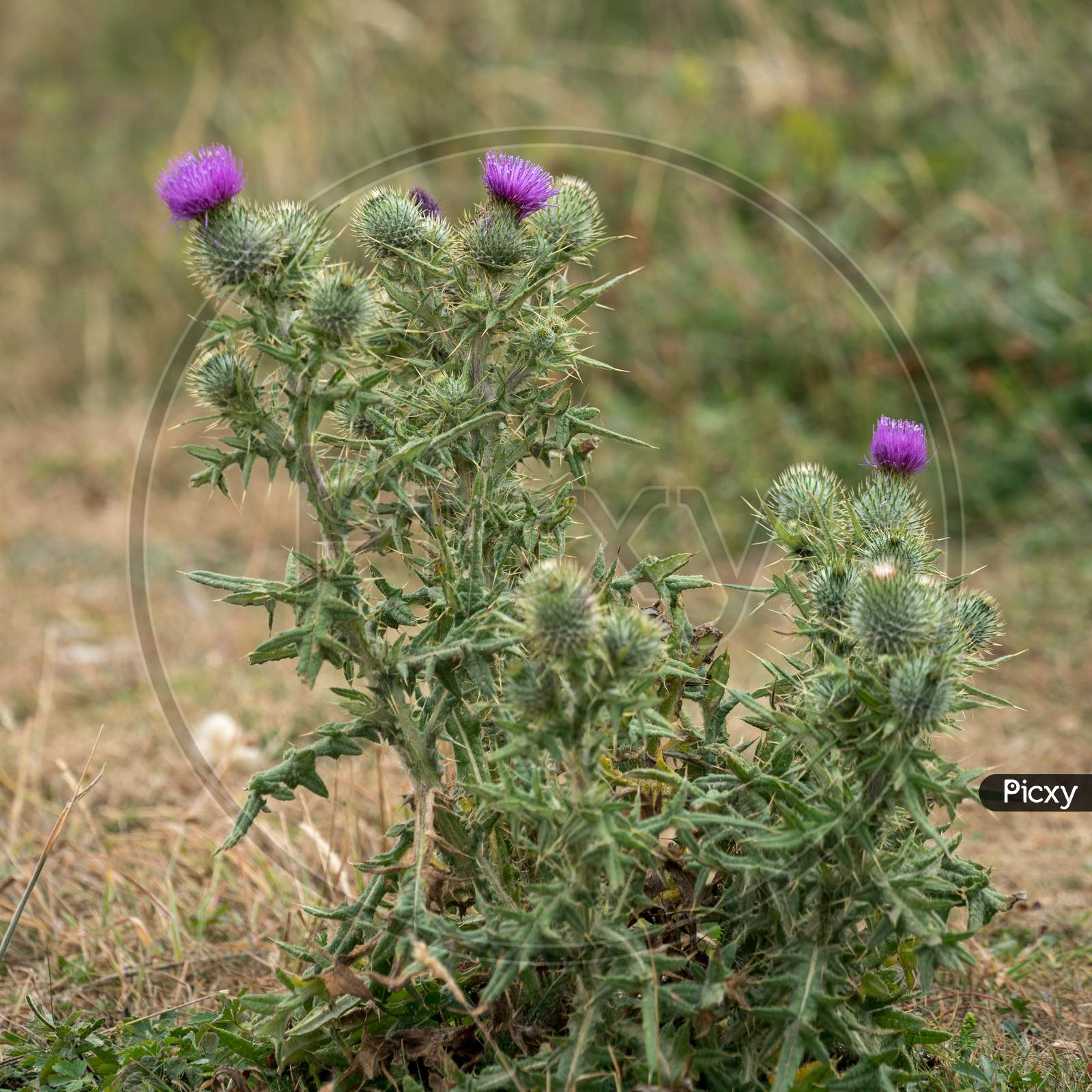 Spear Thistle (Cirsium Vulgare) Flowering In The Sussex Countryside