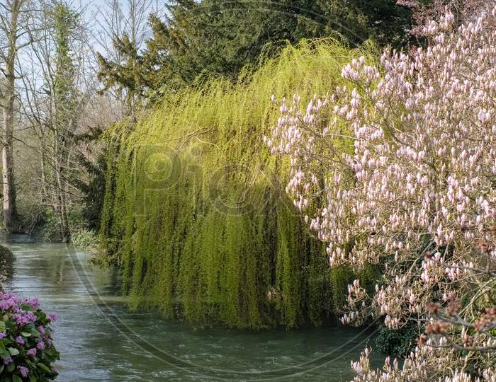 Different Varieties Of Trees Along The River Windrush In Witney