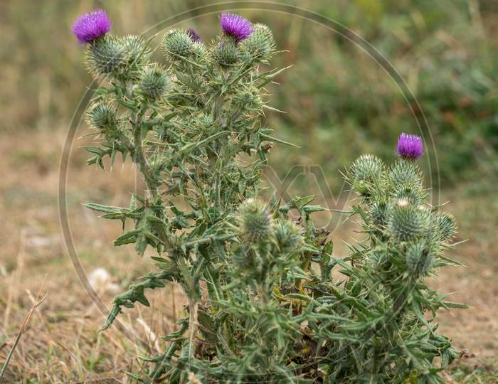 Spear Thistle (Cirsium Vulgare) Flowering In The Sussex Countryside
