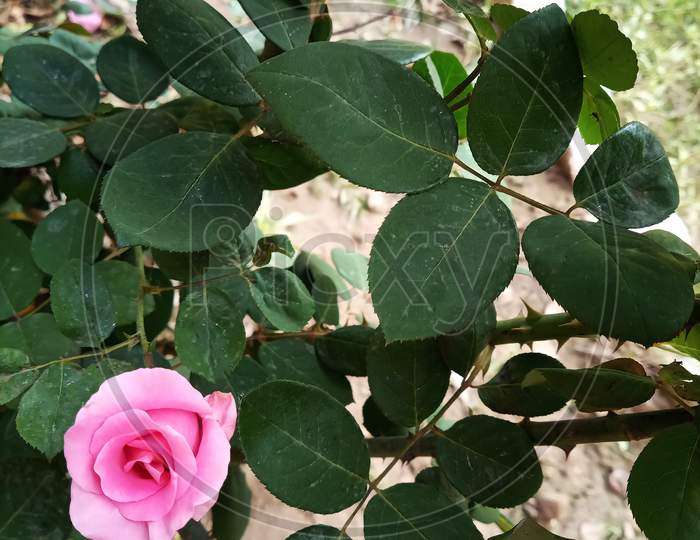 Single Pink Rose Of Spring